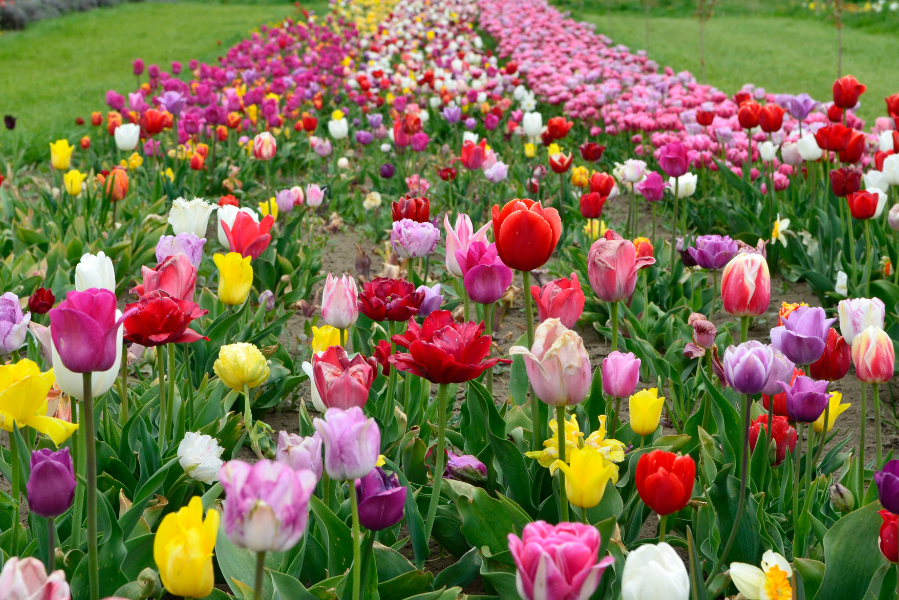 Tulpenroute vanaf Giethoorn Old Art Hotel